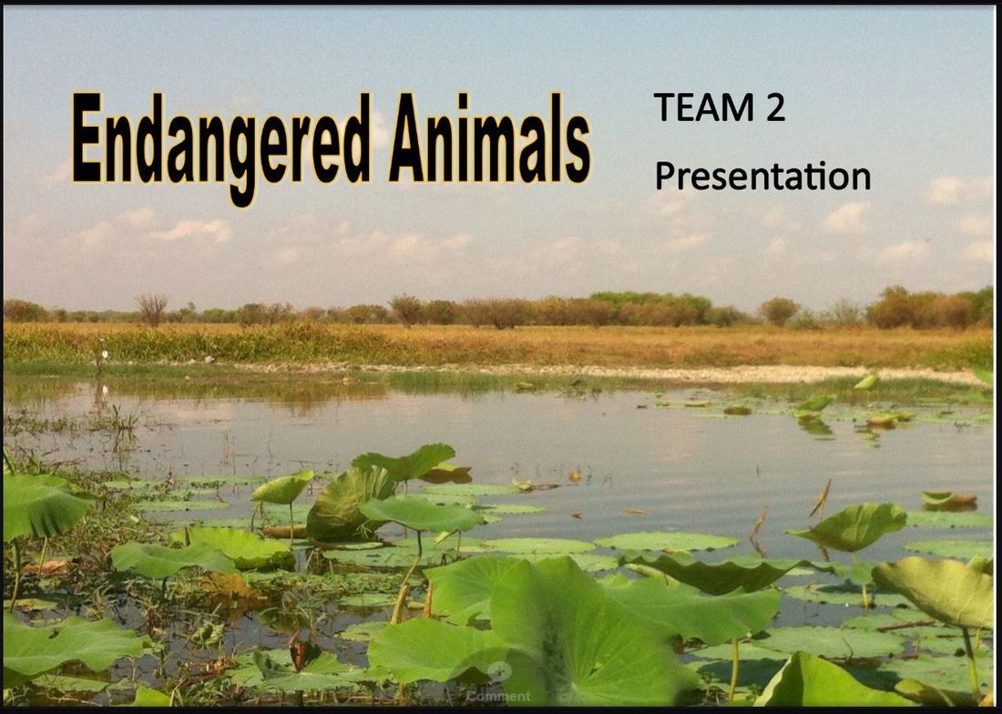 End_Animals_17-1 - Endangered Animals