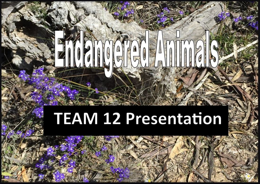 End_Animals_17-1 - Endangered Animals